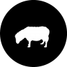 Lamb